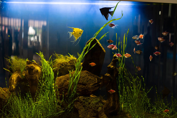 aquarium colourfull fishes in dark deep blue water. - Photo, Image