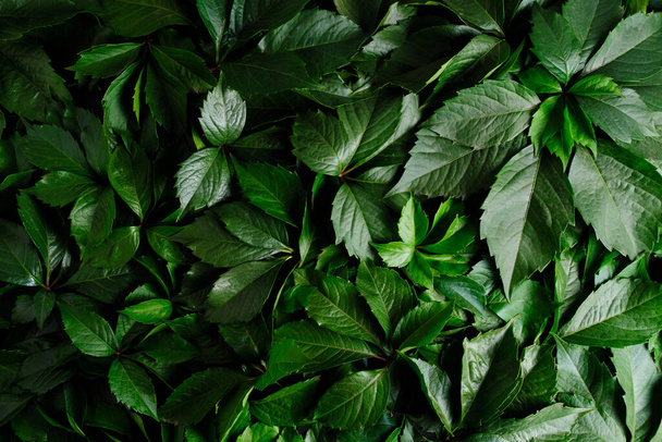 Abstract natural background wall of green foliage - Photo, image