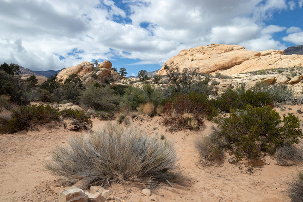 пустынные растения и горные породы в заповедной зоне Red Rock Canyon National Conservation Area в Лас-Вегасе, Невада - Фото, изображение