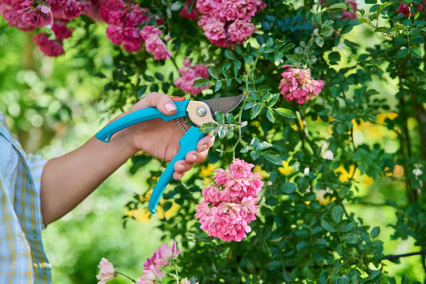 Close up of woman hand with pruner caring for rose bush in garden on summer day. Female removing faded flowers with secateurs. Backyard landscaping with flowering shrubs, gardening, nature, people - Fotó, kép