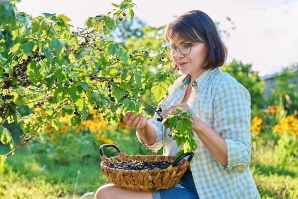 Harvesting ripe blackcurrants in garden. Woman gardener picking sweet berries in basket. Growing healthy organic berries, summer season, farm, farming, vitamin food concept - Photo, image