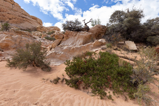 пустынный ландшафт в национальном заповеднике Red Rock Canyon National Conservation Area в Лас-Вегасе, Невада - Фото, изображение
