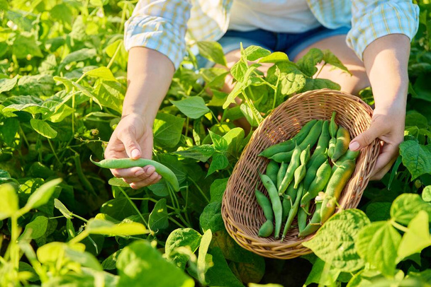 Woman picking green beans in summer garden. Growing natural eco organic healthy vegetables. Food, horticulture, harvest, agriculture concept - Fotoğraf, Görsel