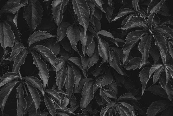 Abstract background black and white photo, foliage wild grapes - Foto, afbeelding