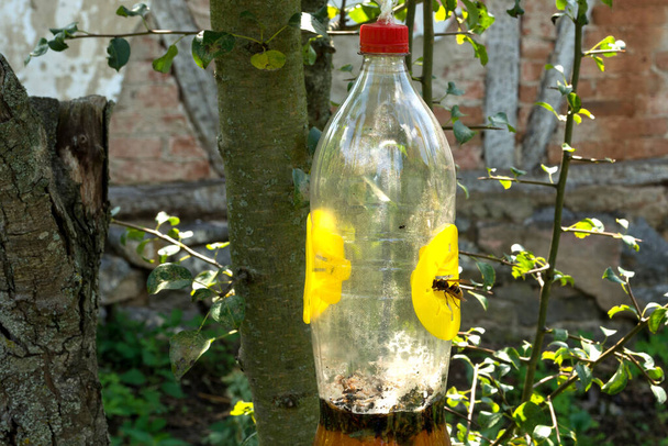 Catch for wasps and hornets with beer and vinegar as bait. The hornet enters in the trap. Bottle hang on a tree in garden full of catch. Close up - Fotoğraf, Görsel