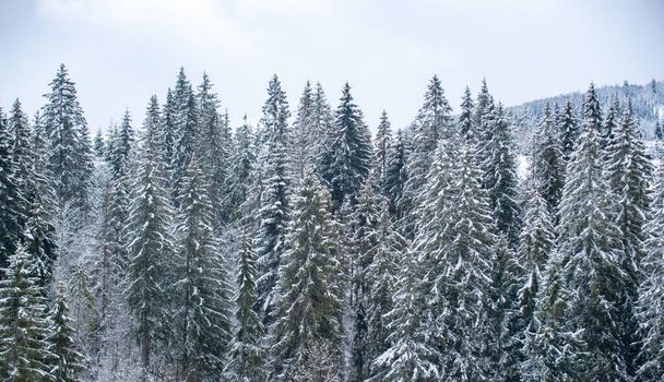 Snow covered pine trees in the mountains on winter landscape. Winter forest background. Snow cowered pine trees, winter background. Cold and snowy winter mountains - Photo, image