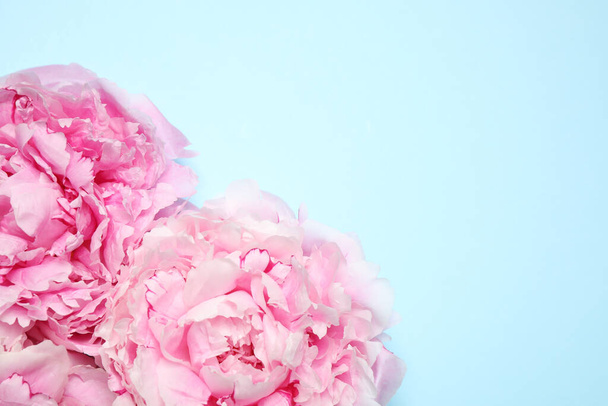 Beautiful pink peonies on light blue background, flat lay. Space for text - Foto, afbeelding