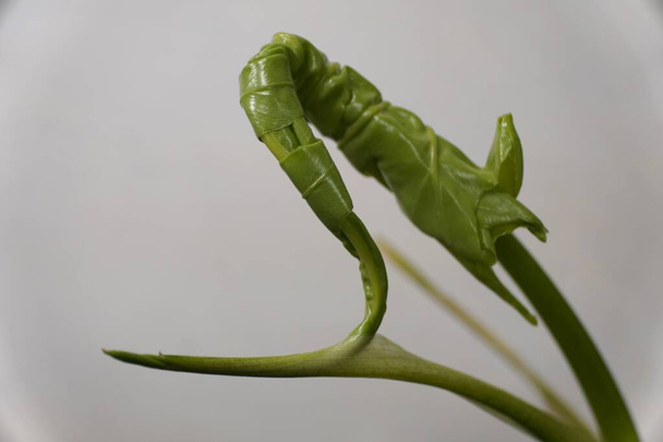 A new and unfurling green leaf of Philodendron Bob Cee, a rare tropical plant - Fotografie, Obrázek