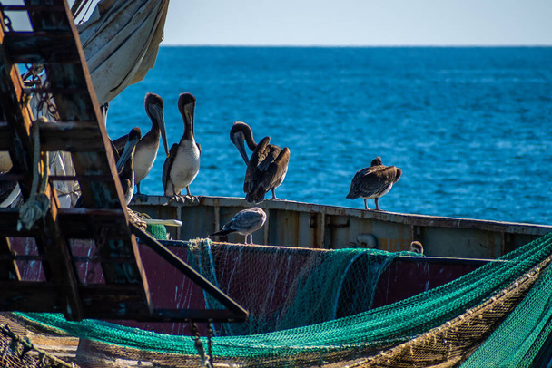 A group of Pelicans in Puerto Penasco, Mexico - Foto, Imagem