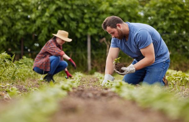 Sustainability farmer, plant growth or environment accountability workers planting green eco plants in earth or soil. Couple, man or garden woman on agriculture farm, countryside field or nature land. - Foto, imagen