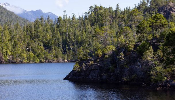 Canadian Nature Landscape with trees and mountains. Sunny Summer morning. Near Tofino and Ucluelet, Vancouver Island, BC, Canada. Background. - 写真・画像