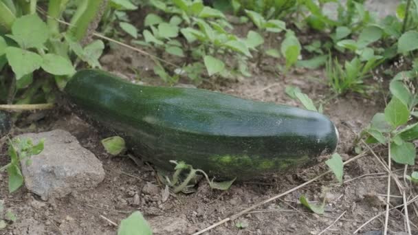 Groene courgette in de tuin. Zucchini kweken op een moestuin. Biologische landbouw. Concept van gezond voedsel. - Video