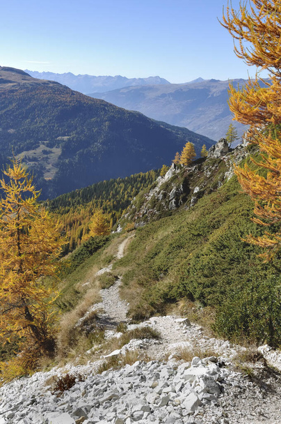 stony hiking trail in high altitudes in the Alps bordered by larch trees with golden colors  - Foto, afbeelding