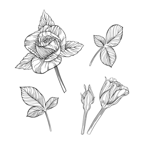 Rose flowers and leaves isolated on white. Hand drawn line vector illustration. Eps 10 - Vetor, Imagem