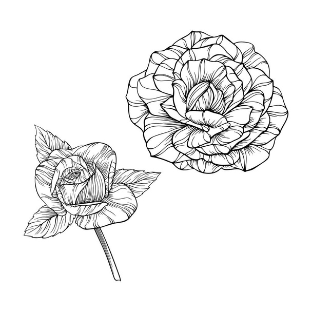 Gül çiçekleri ve yapraklar beyaz üzerine izole edilmiş. El çizimi vektör çizimi. Eps 10 - Vektör, Görsel