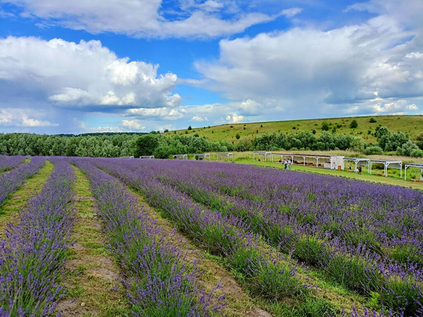 The amazing natural beauty of numerous shades of violet color of blooming lavender bushes against the background of a blue, barely cloudy sky. - Foto, afbeelding