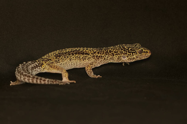 A leopard geckois posing in a distinctive style. This reptile has the scientific name Eublepharis macularius. - Foto, imagen