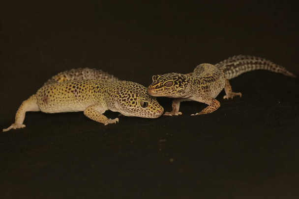 A pair of leopard geckos are getting ready to mate. This reptile has the scientific name Eublepharis macularius. - Photo, Image