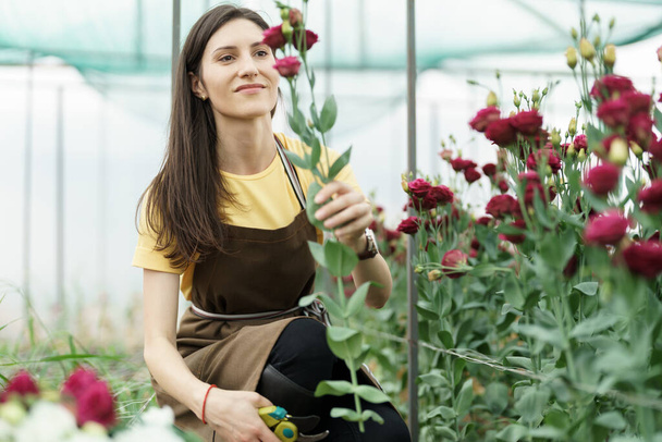 Woman florist has an order for fresh flowers. She cut a beautiful bouquet in the green house. - Foto, Bild