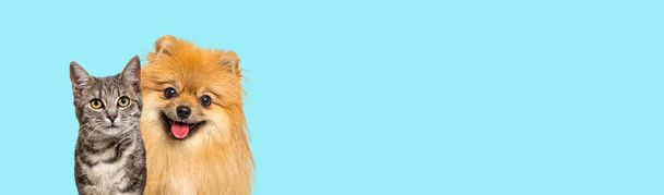 Grey striped tabby cat and Red Pomeranian dog panting with happy expression together on blue background, banner framed looking at the camera - Foto, afbeelding