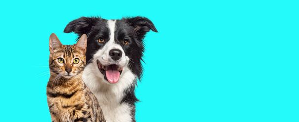 Brown bengal cat and a border collie dog with happy expression together on blue background, banner framed looking at the camera - Foto, Imagem