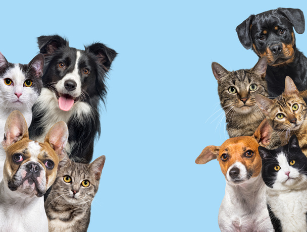 Большая группа кошек и собак, смотрящих на камеру на синем фоне - Фото, изображение