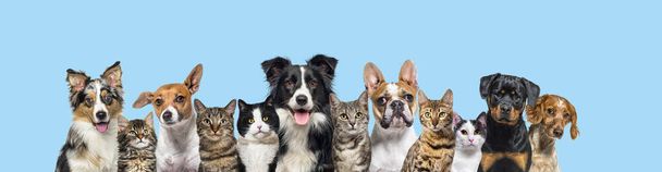 Large group of cats and dogs looking at the camera on blue background - Foto, Imagen