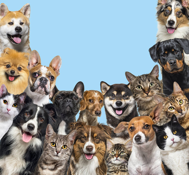 Large group of cats and dogs looking at the camera on blue background - Photo, Image