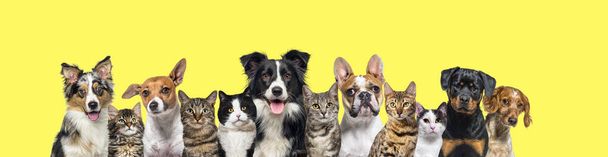 Μεγάλη ομάδα γατών και σκύλων που κοιτάζουν την κάμερα σε κίτρινο φόντο - Φωτογραφία, εικόνα
