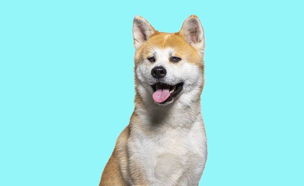 head shot of a Panting Akita Inu on a blue background - Photo, image