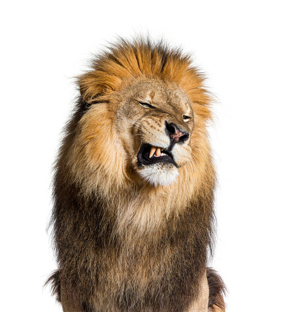 Лев тянет лицо, смотрит в камеру и показывает свои зубы, изолированные на белом - Фото, изображение