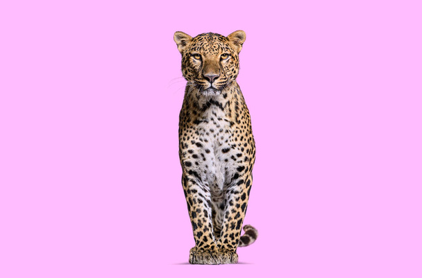 Spotted leopard standing in front and facing at the camera on a pink background - Fotografie, Obrázek