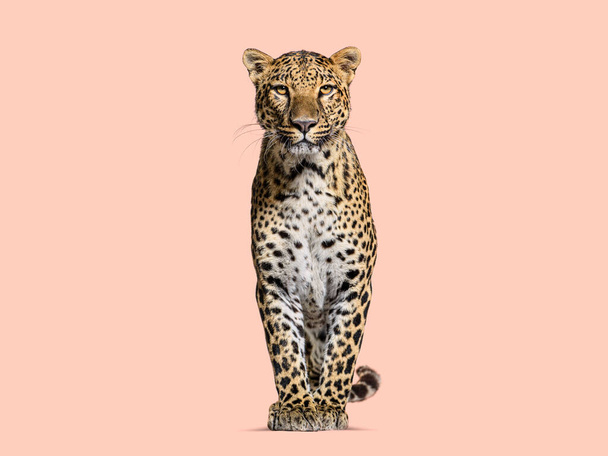 Spotted leopard standing in front and facing at the camera on a orange background - Fotografie, Obrázek