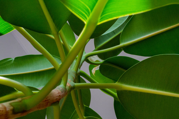 Ficus rubber with large leaves in the home collection. trunk and leaves of ficus from the lower angle - 写真・画像