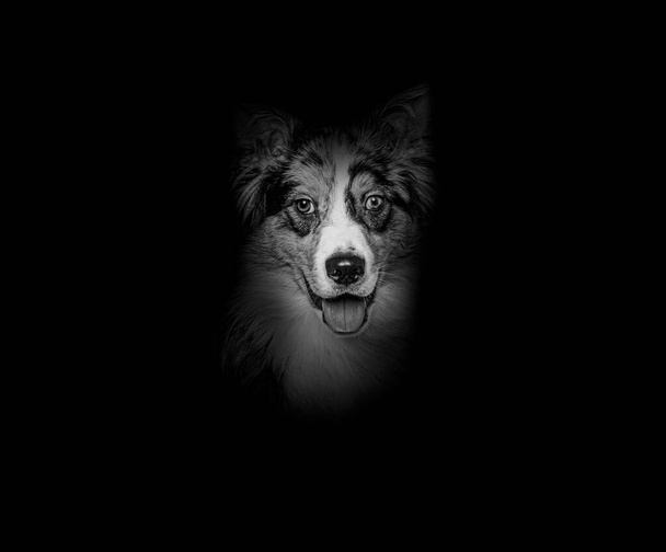 black and white head shot of a panting Bleu merle border collie odd-eyed, on black background - Foto, afbeelding