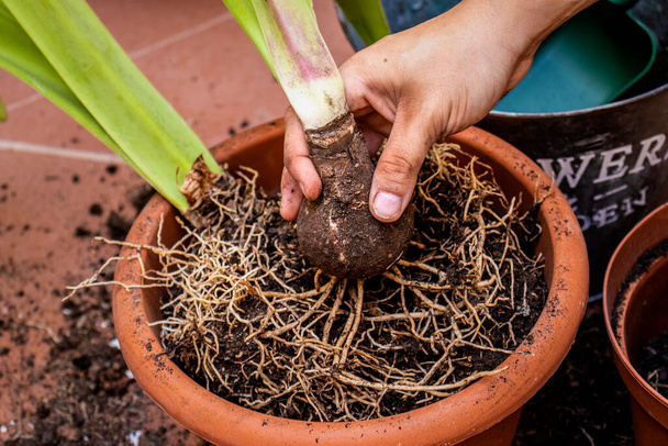Home gardening. Young girl showing the root of a plant. - Foto, Imagen