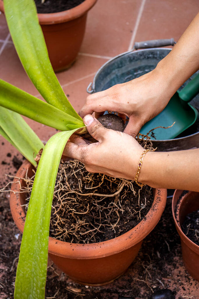 Home gardening. Young girl rooting the plant from its pot. Whole plant. Working. - Photo, image