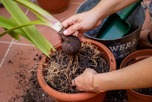 Home gardening. Young girl rooting the plant from its pot. Whole plant. - Foto, Imagem