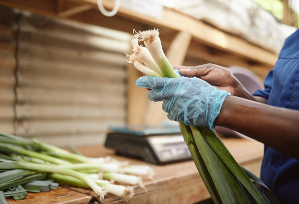 Farm, worker sorting spring onions for vegetable market. Health groceries and sale of green consumer products and lifestyle. Nature, agriculture and food industry for grocery or supermarket - Foto, imagen