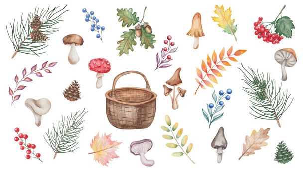 Watercolor illustration of hand painted mushrooms, berries, autumn leaves, basket, fir tree, rowan branch, pine, cone, champignon fungus. Forest plants. Isolated clip art for fabric textile prints - Foto, afbeelding