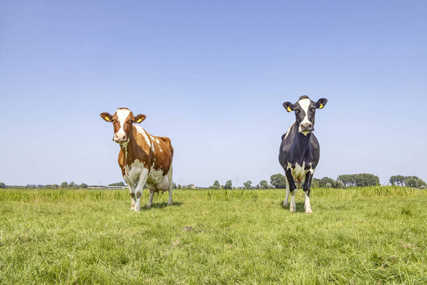 Cows diversity, black and red spotted on white, two grazing in a grass green pasture field under a blue sky, horizon over land - Foto, imagen
