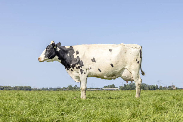 Голландская корова, стоящая на зеленой траве на лугу, пастбище, белое и черное и голубое небо, вид сбоку - Фото, изображение