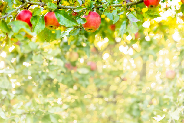 Beautiful ripe red apples in the fall on an apple tree - Fotó, kép