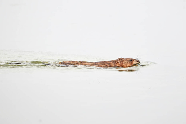 Muskrat rodent swimming (Ondatra zibethicus) - Foto, Imagem