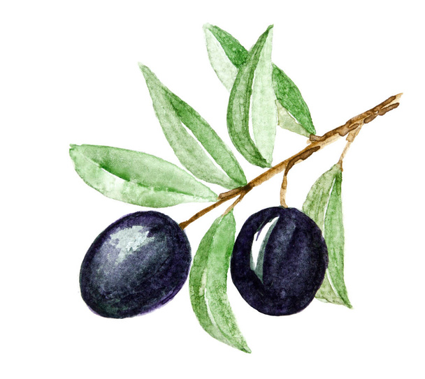 Watercolor black olives on the branches.Hand painted natural design - Foto, Imagen