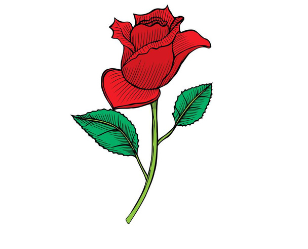 Beautiful red rose with white background vector illustration 3d drawing closeup of a flower bouquet plants calentine - Vektör, Görsel