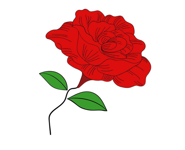 Beautiful red rose with white background vector illustration 3d drawing closeup of a flower bouquet plants calentine - Vettoriali, immagini