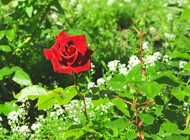 szép piros rózsa, outdoot, természet - Fotó, kép