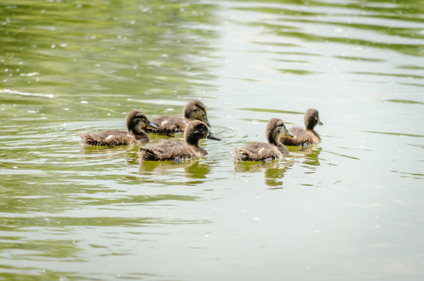 Young ducklings in the water. Young ducklings swim in the water. - Foto, imagen