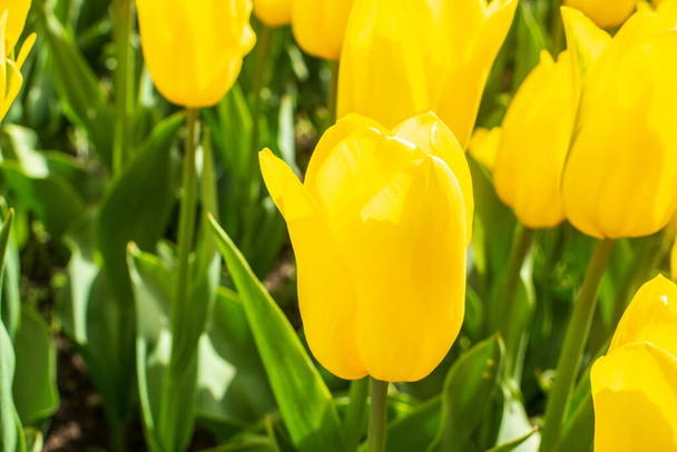 Yellow tulips outdoor. Spring tulipa flowers flowerbed, sunny tulip petals and buds - Fotó, kép
